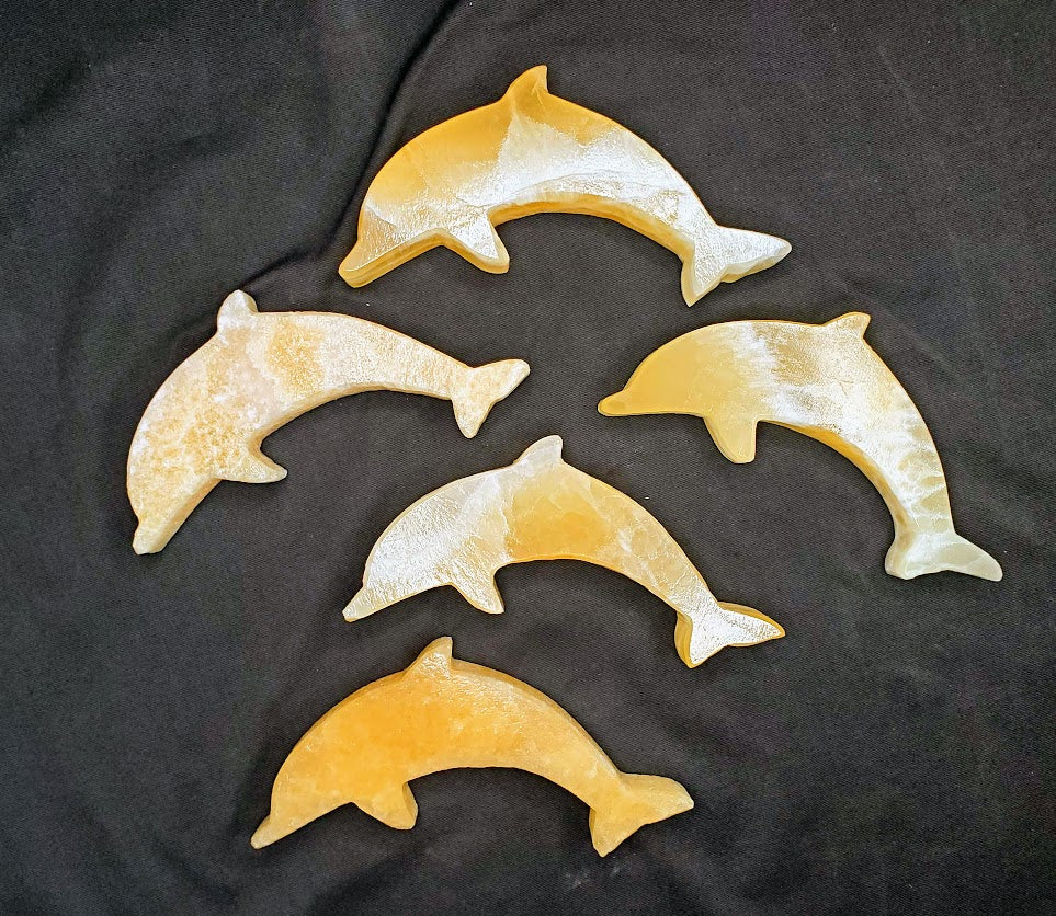 Dolphin