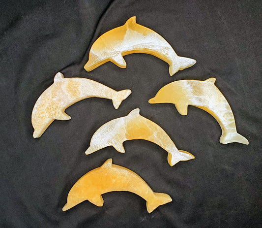 Dolphin