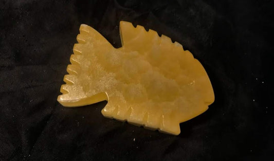 Tropical Fish
